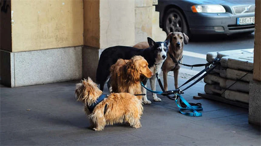 犬の鍼治療で痛み改善！効果的な治療法と費用を徹底解説