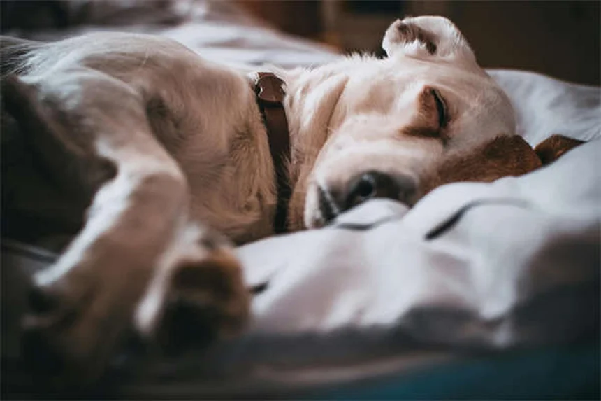 犬の目が赤い時の対処法｜原因別の症状と緊急時の対応