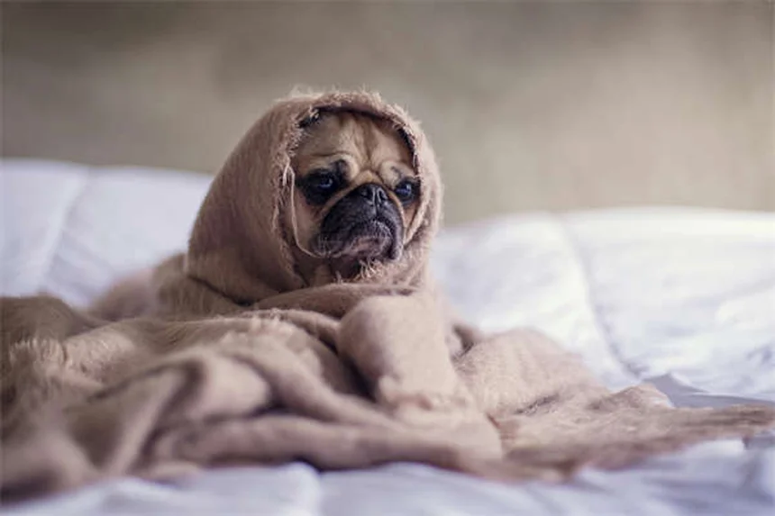 犬の目が赤い時の対処法｜原因別の症状と緊急時の対応