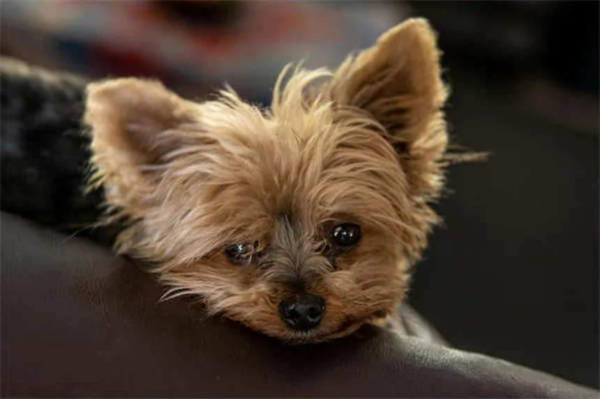 犬の目が赤い時の対処法｜原因別の症状と緊急時の対応