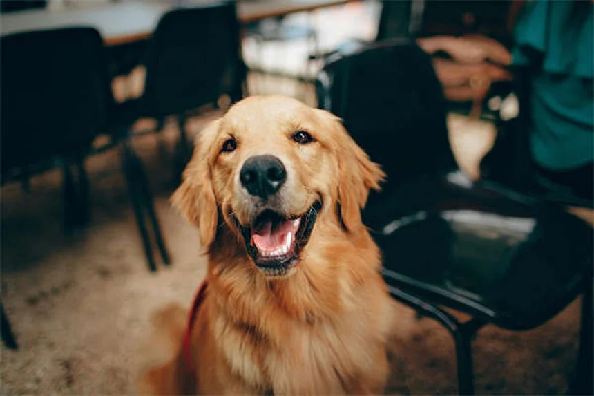 犬の肺動脈弁狭窄症とは？症状と治療法を獣医が解説