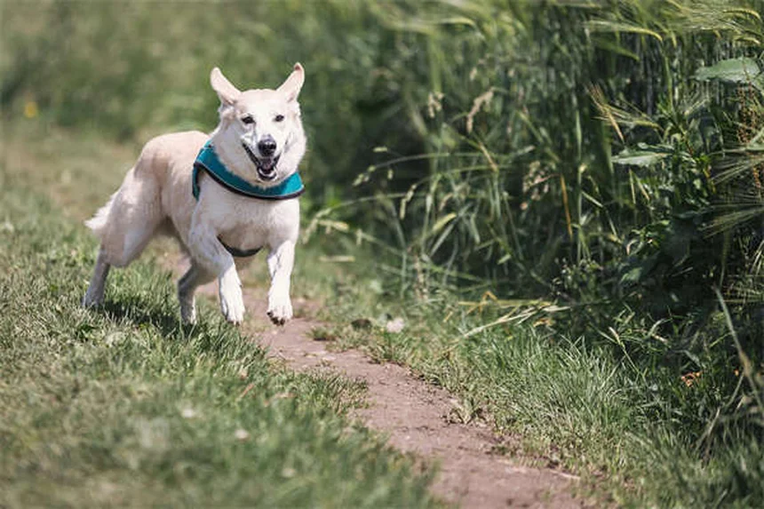 犬の肺動脈弁狭窄症とは？症状と治療法を獣医が解説