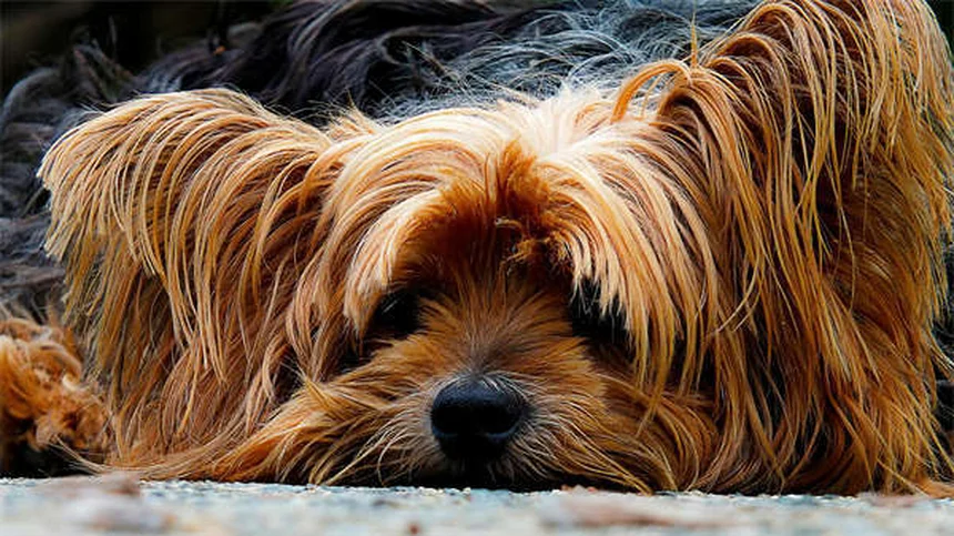 犬の肺動脈弁狭窄症とは？症状と治療法を獣医が解説