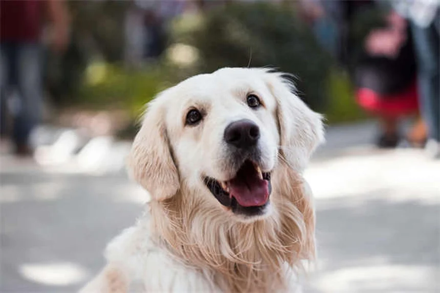子犬の育て方完全ガイド｜8週齢からの正しいしつけと健康管理