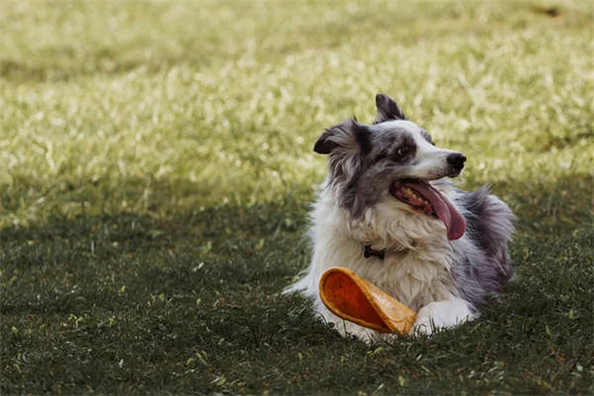 犬のおしっこ臭いを完全消去！プロが教える7つの消臭テクニック