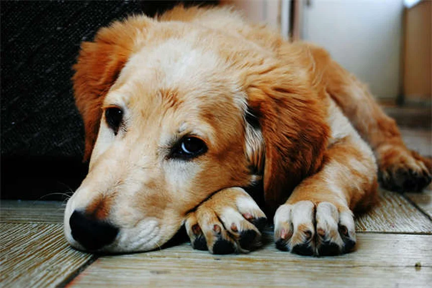 犬のおしっこ臭いを完全消去！プロが教える7つの消臭テクニック