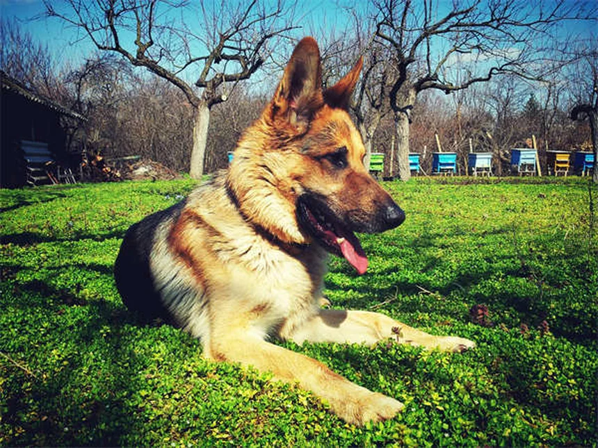 犬のおしっこ臭いを完全消去！プロが教える7つの消臭テクニック