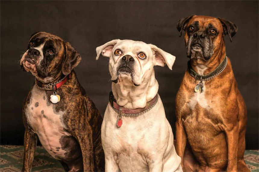 愛犬のマダニ取り完全ガイド｜安全な取り方と予防法5選