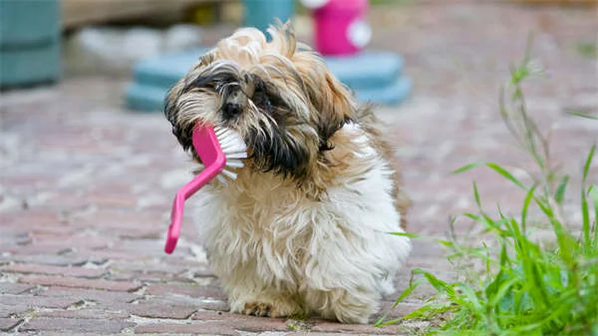 愛犬のマダニ取り完全ガイド｜安全な取り方と予防法5選