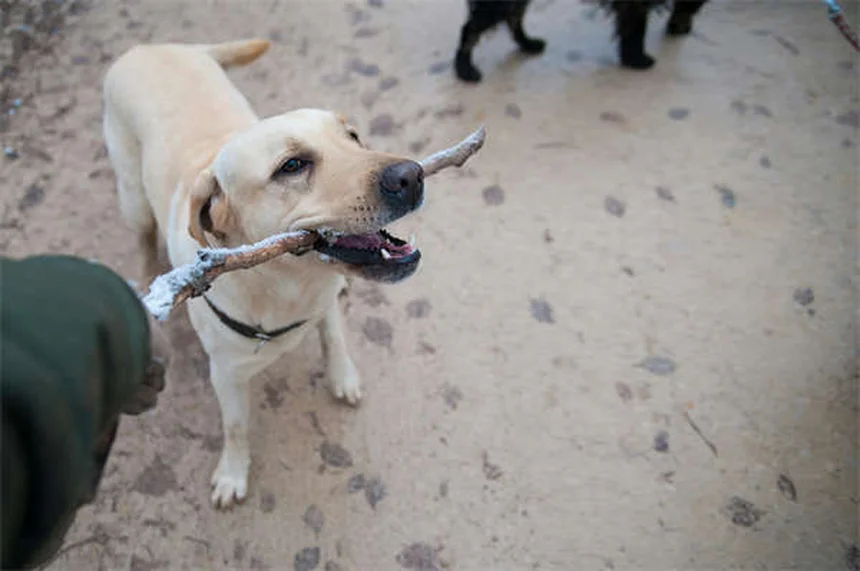 愛犬のマダニ取り完全ガイド｜安全な取り方と予防法5選