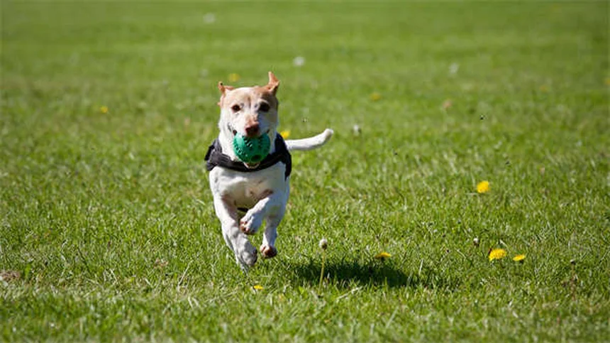愛犬のマダニ取り完全ガイド｜安全な取り方と予防法5選