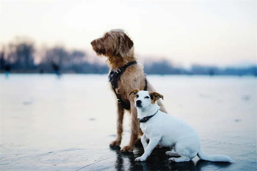 犬のおねだりをやめさせる3つの簡単テクニック【プロが解説】