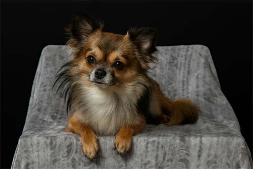 犬に猫用ノミダニ薬を使うのは危険?絶対に知っておきたい5つの理由