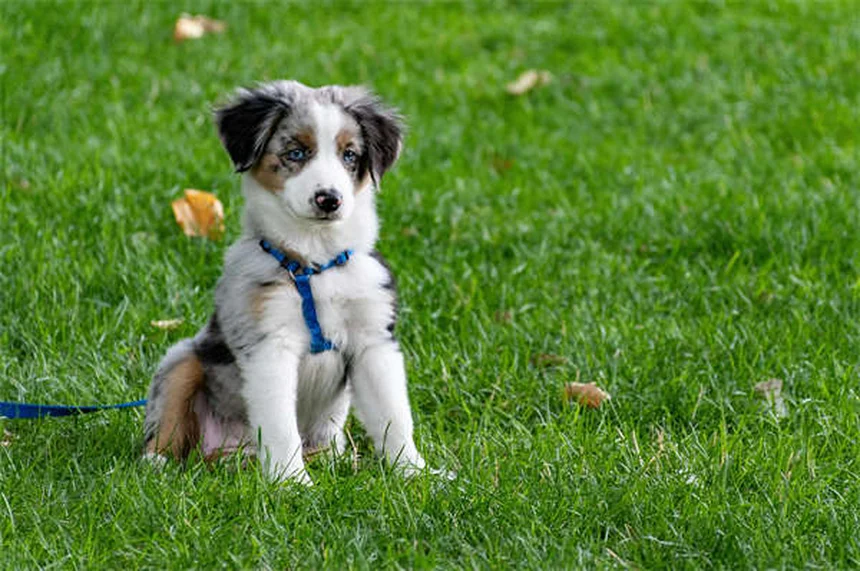 子犬のストラングルとは？症状・原因・治療法を獣医師が解説