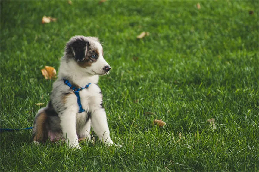 子犬のストラングルとは？症状・原因・治療法を獣医師が解説