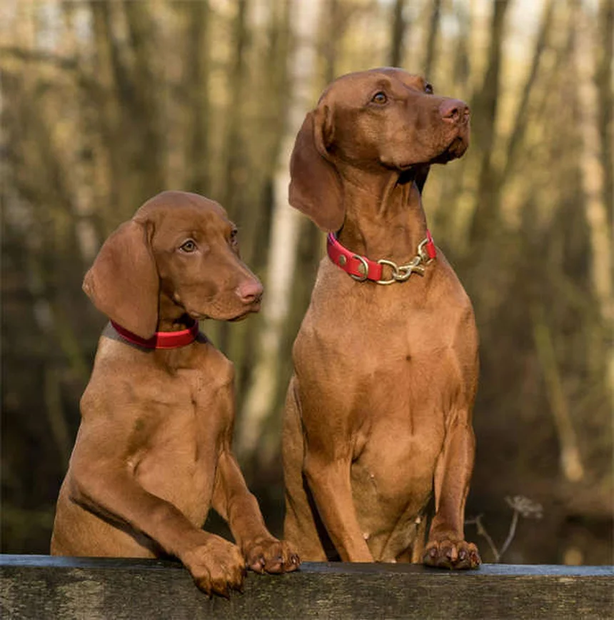 子犬のストラングルとは？症状・原因・治療法を獣医師が解説