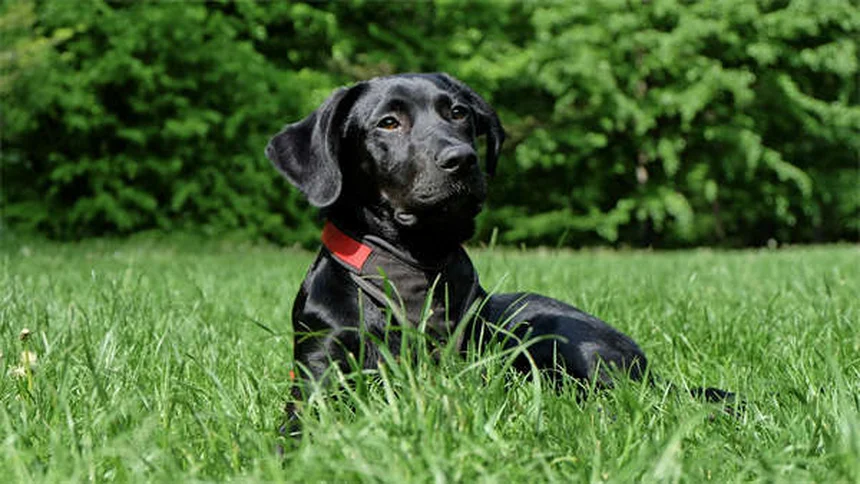 犬に猫用ノミダニ薬を使うのは危険？絶対に知っておきたい5つの理由