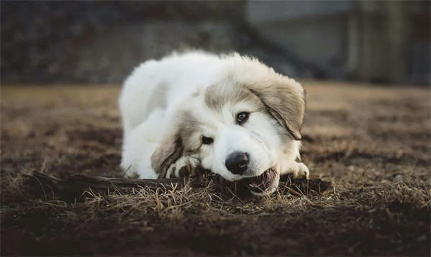 健康寿命が長い犬種トップ19｜病気知らずの愛犬を育てる秘訣