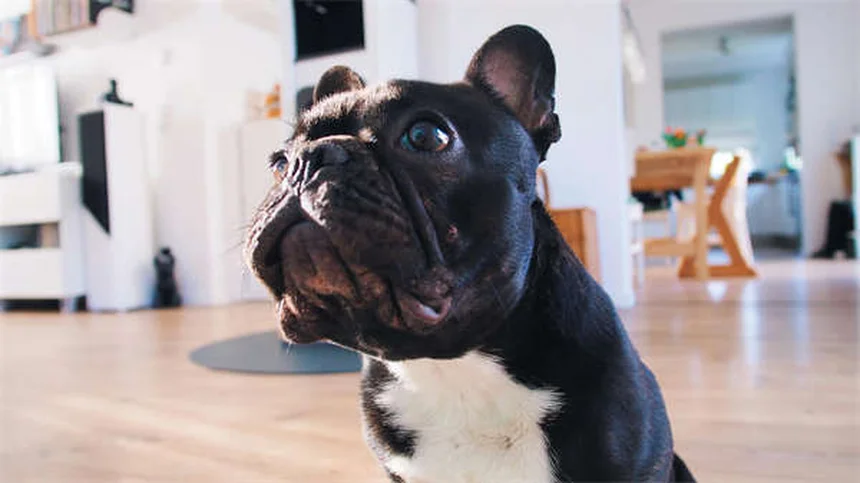 犬がリラックスする音楽とは？ストレス軽減に効果的な選び方