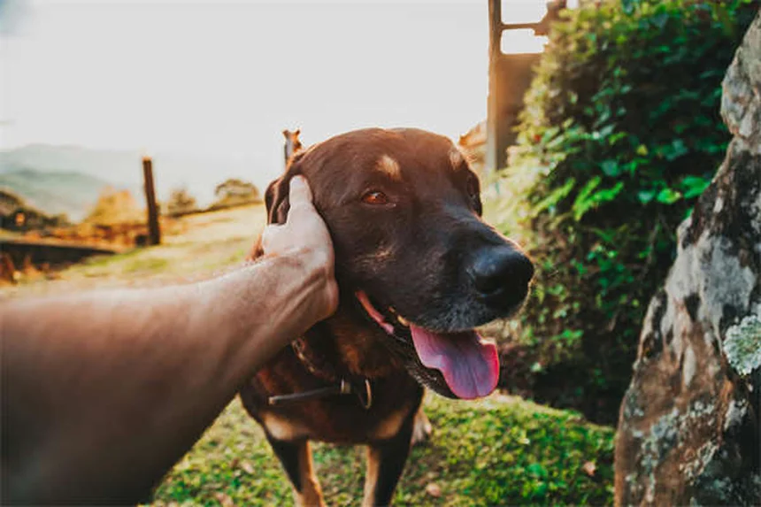 犬がリラックスする音楽とは？ストレス軽減に効果的な選び方
