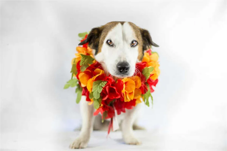 犬がリラックスする音楽とは？ストレス軽減に効果的な選び方
