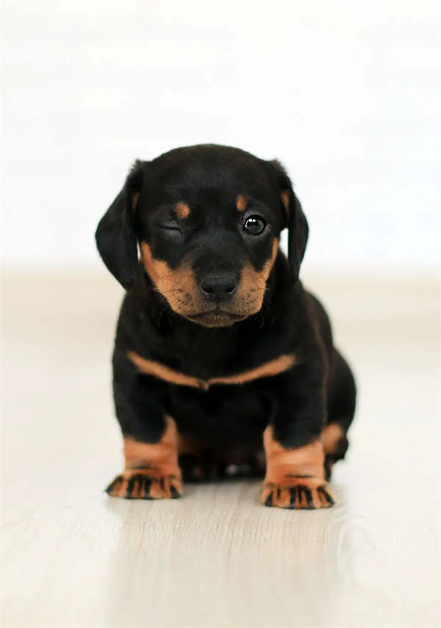 ドゥードル犬16種類の特徴と選び方｜あなたにぴったりの子は？