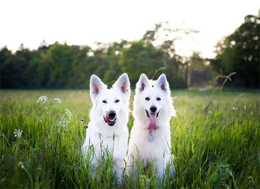 子犬に成犬用ドッグフードは危険？絶対NGな理由と正しい選び方