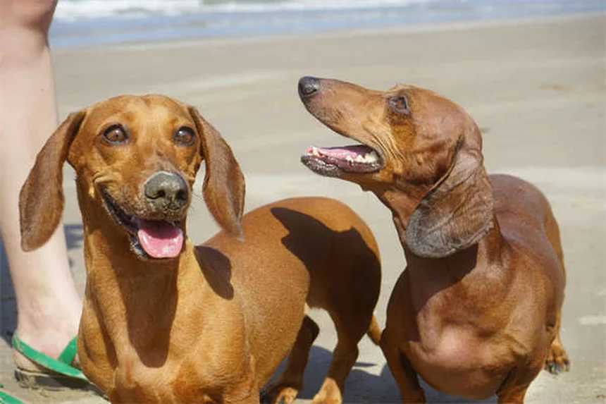 子犬に成犬用ドッグフードは危険？絶対NGな理由と正しい選び方