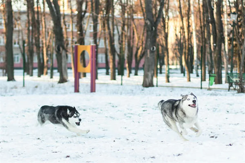 子犬に成犬用ドッグフードは危険？絶対NGな理由と正しい選び方