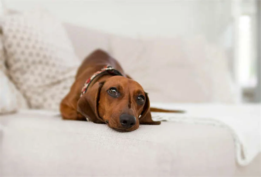 子犬に成犬用ドッグフードは危険？絶対NGな理由と正しい選び方