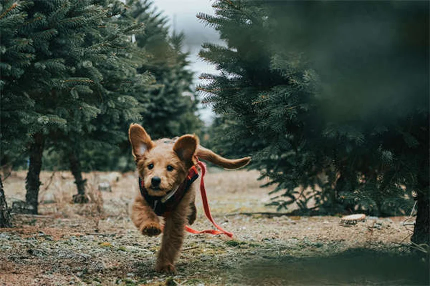 子犬の正しいフード選び5つのポイント|栄養士が教える失敗しない方法