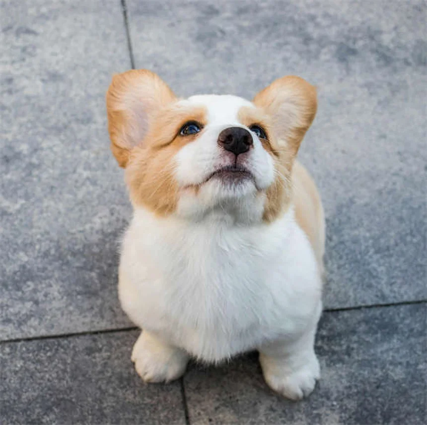 子犬の正しいフード選び5つのポイント｜栄養士が教える失敗しない方法