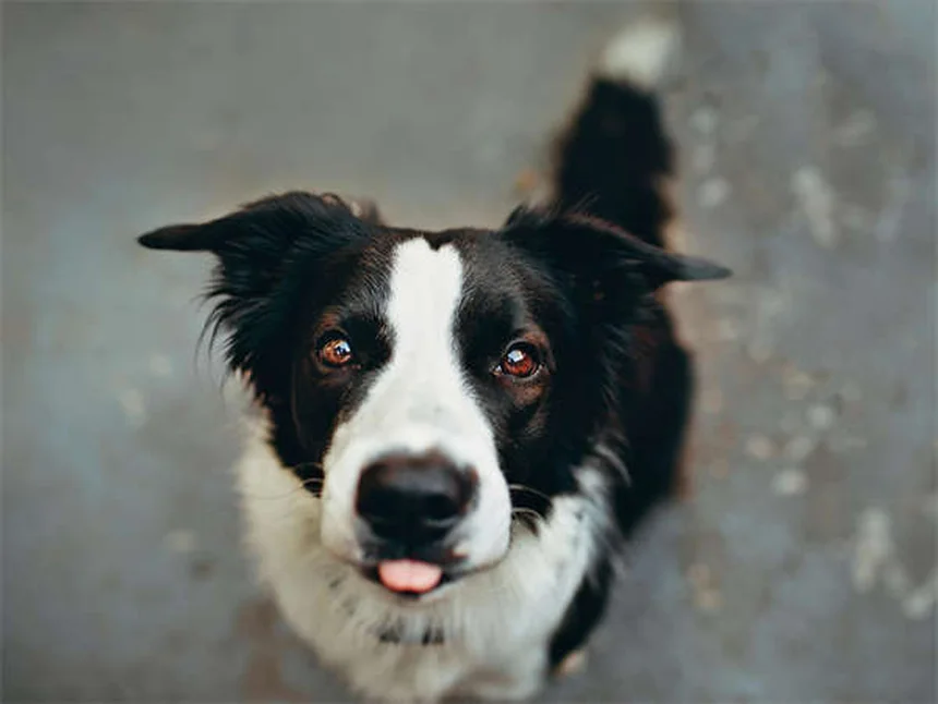 子犬の正しいフード選び5つのポイント｜栄養士が教える失敗しない方法