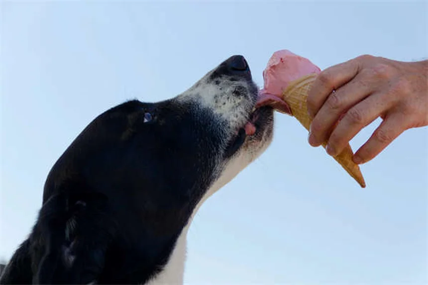犬の咳とむせ込みの原因と対処法｜獣医師が解説