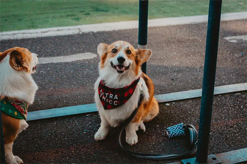 犬の軟部組織肉腫とは？症状・治療法を獣医師が解説