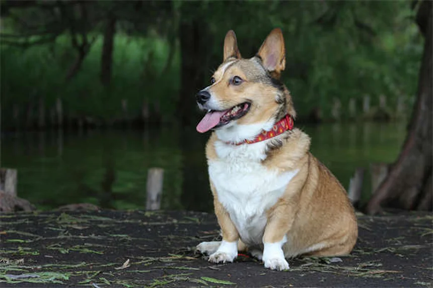 犬の軟部組織肉腫とは？症状・治療法を獣医師が解説
