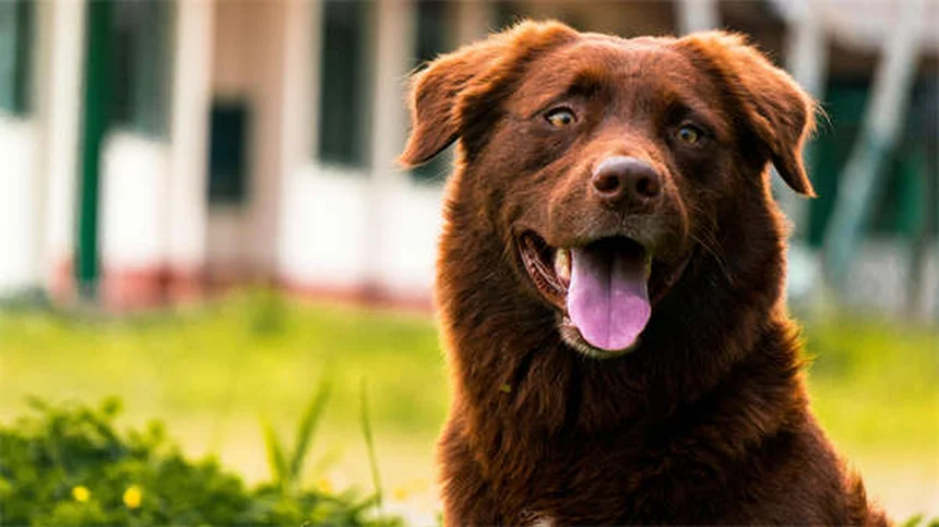 犬のクロストリジウム腸炎？症状と対処法を獣医が解説