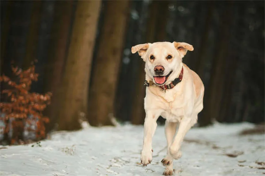 犬のクロストリジウム腸炎？症状と対処法を獣医が解説