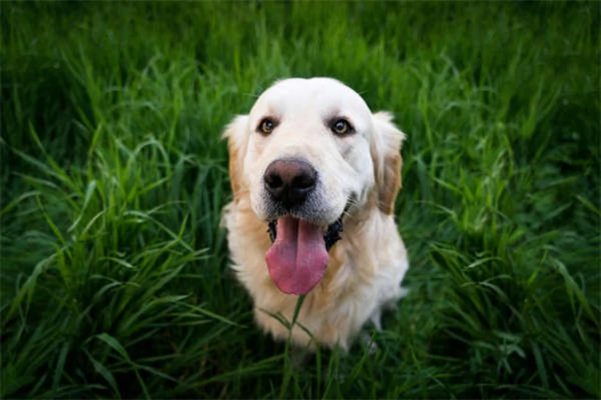 犬のクロストリジウム腸炎？症状と対処法を獣医が解説